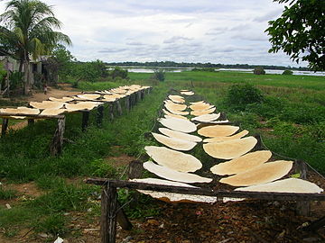 Spreading Casabe burrero (cassava bread) to dry, Venezuela