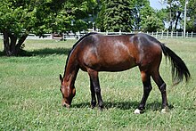 Standardbred