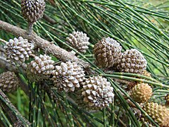 Casuarina glauca