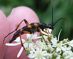 Странґаліна вузькотіла (Strangalina attenuata, Linnaeus, 1758)