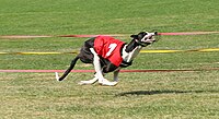 A black and white dog wearing a red jacket emblazoned with the number one. The dog is running, with all four legs tucked under its body and off the ground.