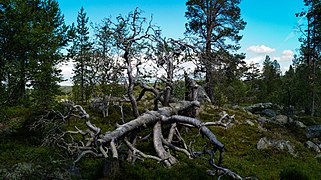 Arbre mort dans le parc.