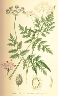 Description de l'image Torilis japonica.jpg.