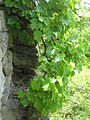 Terrassenmauer im "Gräfenberg". Nachdem das Schloss verlassen war, verwendete man dessen Steine bei Ausbesserungen dieser Weinbergsmauern.