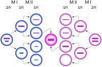 Egg cells dividing, one ending up with an extra copy of the X chromosome, producing a zygote with an extra X