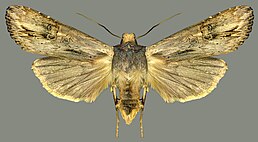 Xylena exsoleta