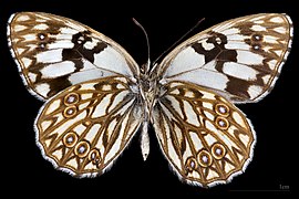 Melanargia occitanica ♂ △ MHNT