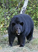 Black bear in grass