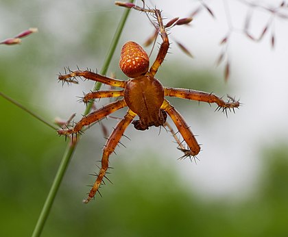 Macho de aranha-morango, ou aranha-laranja (Araneus alsine). Esta espécie tem distribuição paleoártica (Europa, Turquia, Cáucaso, Rússia, Cazaquistão, Japão). Preferem ambientes úmidos e habitam principalmente clareiras de florestas, pântanos com bétulas e urzes, pradarias úmidas, grama alta e lugares sombreados. Como um de seus nomes comuns sugere, A. alsine parece um pouco com um morango, por apresentar um opistossoma grande, quase globular ou levemente elíptico, variando do bege ao laranja-avermelhado, com muitas manchas brancas e amarelas espalhadas pela superfície. (definição 3 741 × 3 080)