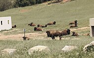 アメリカ海兵隊のキャンプ・ペンドルトン軍事基地に1973年にサンディエゴ動物園から導入された群れ（英語版）。