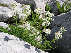 Description de l'image Achillea clusiana.jpg.