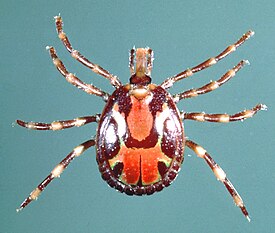 Клещ Amblyomma variegatum (самец)