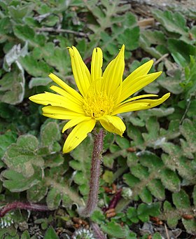 Arctotheca calendula