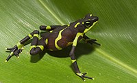 Atelopus limosus