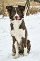 Australian Shepherd, Red bi,