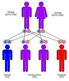 File:Autorecessive.svg