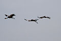 Vol de grues couronnées au parc national de Waza, Cameroun.