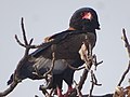 Bateleur des savanes (Terathopius ecaudatus).