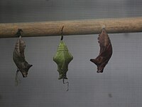 Pupa