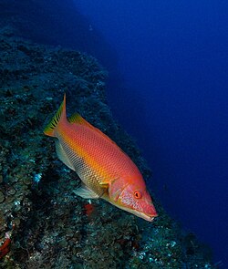 Bodianus scrofa.