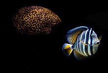 Description de l'image Butterflyfish.jpg.