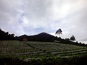 Cabbage farm with the peak of Mount Slamet in the background in Camara hamlet of Batursari village, Pemalang.