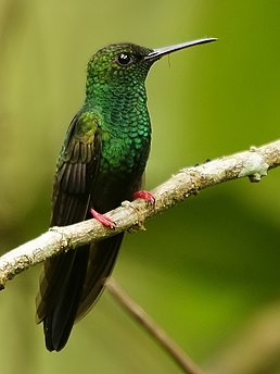 Колібрі-білогуз бронзовохвостий (Chalybura urochrysia)