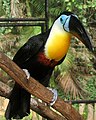 توکان منقارلوله‌ای Ramphastos v. vitellinus