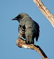 Kobble Creek, southeast Queensland