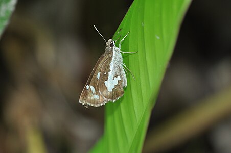 Ventral view