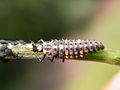 Larve de coccinelle attaquant des pucerons