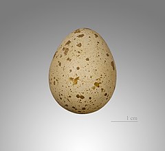 Egg – Muséum de Toulouse