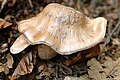 Cortinarius.livido-ochraceus