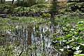 The bog garden