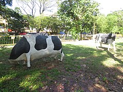 Sculpted cows are placed at the park to remind the people of the place's history as a thriving hacienda decades ago