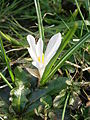 Crocus vernus subsp. albiflorus