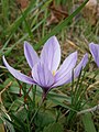 Crocus sativus side-view