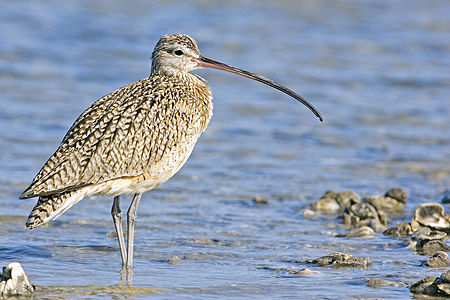 Long-billed curlew, by Alan D. Wilson
