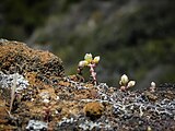 Flowers begin to open.