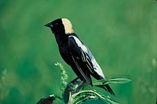 Bobolink