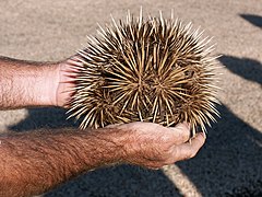 Short-beaked echidna (Tachyglossus aculeatus) curling into a ball.