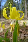 Yellow anthers