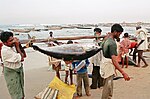 Fiskare i Visakhapatnam i Indien, med en tonfisk.