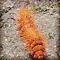 Fuzzy orange caterpillar