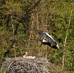 Cigognes (Ciconia ciconia) dans leur nid. Il accueille entre deux et six œufs, les cigogneaux en sortant après 32 jours d’incubation. (définition réelle 2 602 × 2 592)