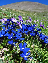 Gențiană (Gentiana verna subsp. balcanica)