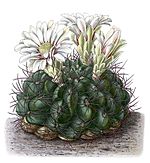 Gymnocalycium mostii