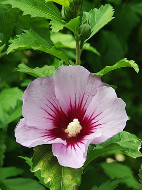 Flor e folhas de Hibiscus syriacus