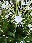 Hymenocallis littoralis ou Lys araignée.