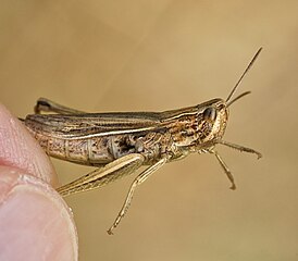 буро-зеленого Белоокаймлённого Конька (Chorthippus albomarginatus) держат за заднюю лапку пальцами